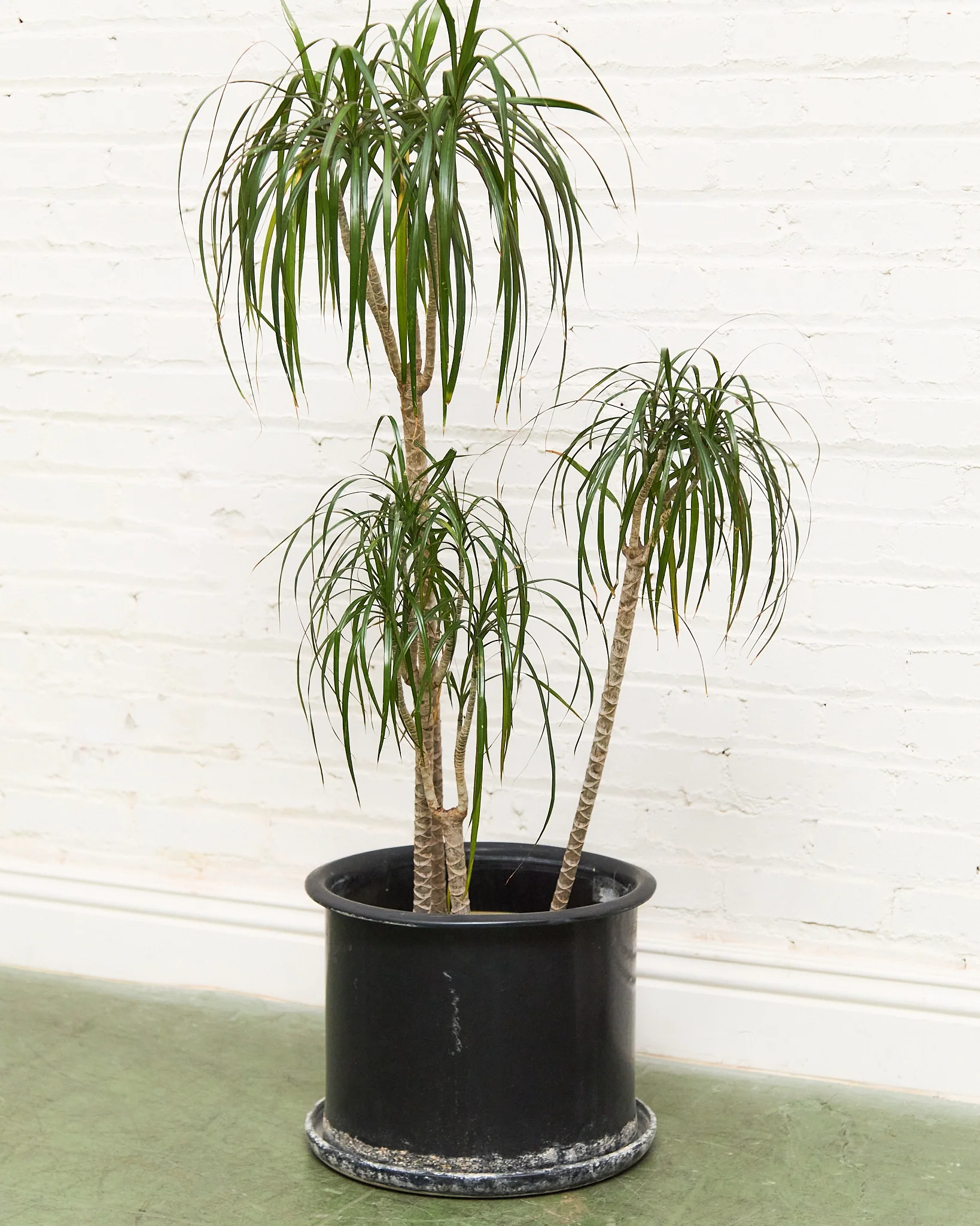 Black Vintage Planter